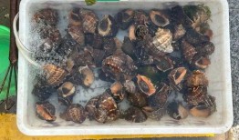 海螺碎石价最新爆料,揭秘市场波动背后的秘密