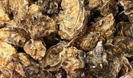 海螺碎石价最新爆料,揭秘市场波动背后的秘密